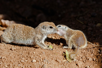 pair of Round-tailed ground squirrels (xerospemuphilus tereticaudus), Mother and baby, nuzzling each other in springtime. In Arizona's Sonoran desert. 