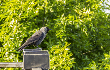jackdaw sits on the fence in the park on a background of green leaves