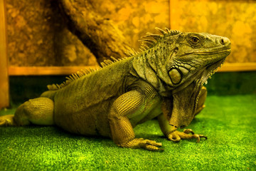 beautiful iguana in the terrarium in warm lighting