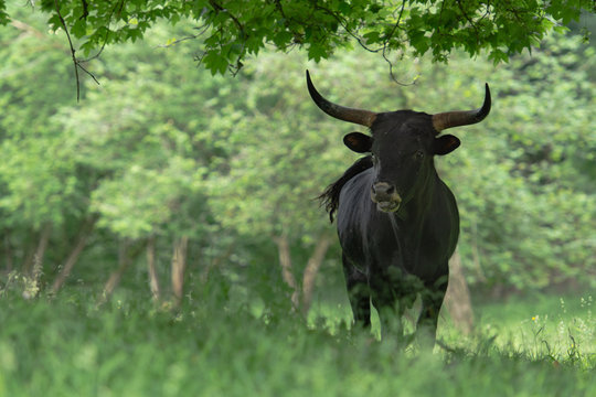 Aurochs, Aurox, heck cattle