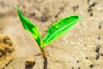 growing young corn