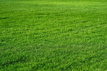texture of a green lawn