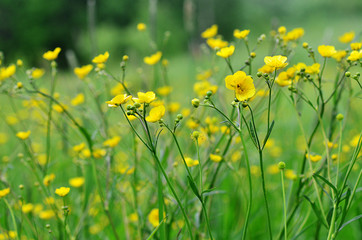 Obraz premium Yellow wildflowers on a green background. Yellow flower in grass. Green meadow.. Yellow on green background.