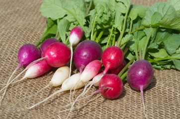 Raw radishes of different varieties on the burlap