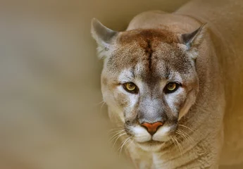 Photo sur Plexiglas Puma Cougar regardant la caméra