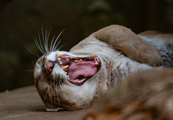 Yawning cougar portrait