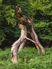 Dead fallen tree in the forest surrounded by plants