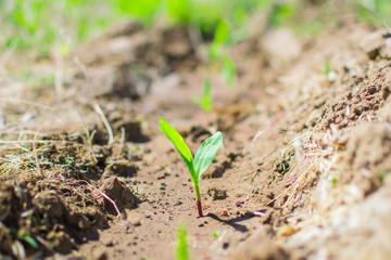 corn sprouts field