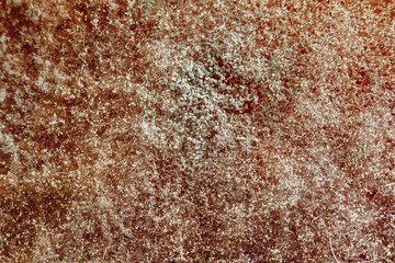 natural mold texture, abstract background