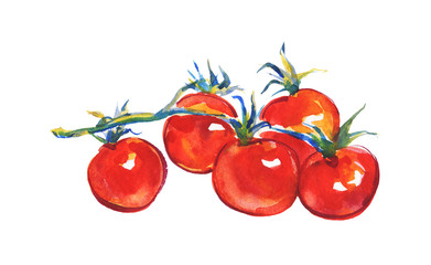 Watercolor tomato on white background. Hand drawn vegetable illustration. Painting branch of cherry tomatoes