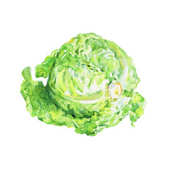 Fototapeta premium Watercolor painting green cabbage on white background. Painting cole, cauliflower. Hand drawn vegetable illustration
