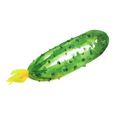 Watercolor painting cucumber on white background. Hand drawn vegetable illustration