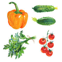 Watercolor set of fresh vegetables and greenery on white background. Hand drawn orange paprika pepper, parsley, cucumbers, cherry tomatoes
