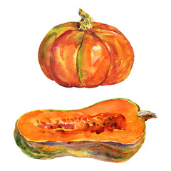 Watercolor painting whole and ripe pumpkins on white background. Hand drawn vegetable illustration