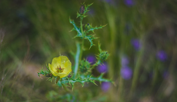 naturaleza