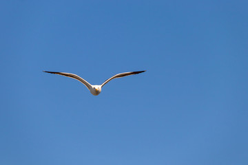 Möwe im Flug