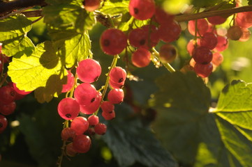 Porzeczki na gałązce
