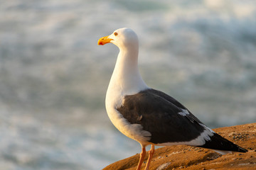 Möwe auf den Klippen