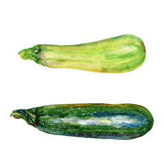 Watercolor zucchini, squash. Painting set of vegetables on white background. Hand drawn illustration