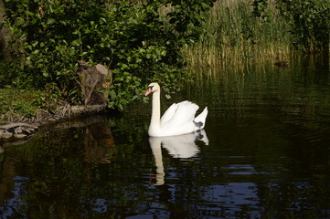 White majestic swan swims with grace on lake