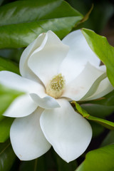 Fototapeta premium Southern Magnolia grandiflora L.