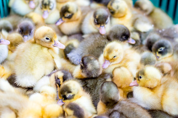 Farm. Breeding and selling ducklings. Small ducklings in a box_