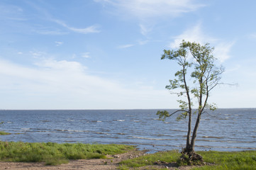 Lonely tree on the bank of the sea