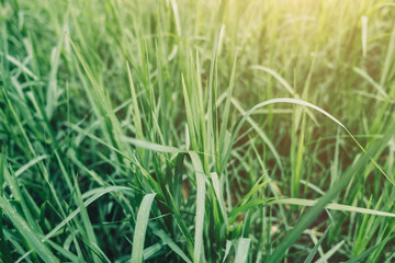 Green Grass Field,tall green grass closeup, Natural background texture