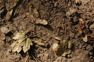 dry foliage lie on the ground trampled mud