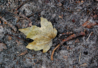 dark dry leaf on the black earth