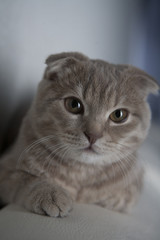 Cute Scottish Fold cat lying on the sofa