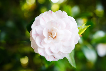 Lago maggiore e dintorni (camelia Japonica)