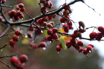 rote früchte am baum im regen