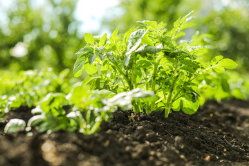 Potatoes in the open ground. Growing vegetables organic farming for vegetarian food.