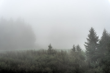 trees and forest in the fog and mist in the hills of Switzerland