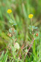 Yellow flowers of Black medick, also known as Hop clover or Nonesuch