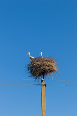 Fototapeta premium Two white storks in nest on electric pole against a blue sky