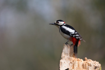 Picchio rosso maggiore maschio (Dendrocopos major)
