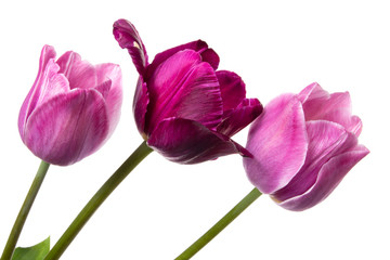 Tulip flowers isolated on a white background