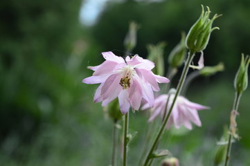 Aquilegia vulgaris - ligh pink early summer flower