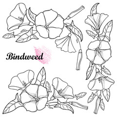 Vector set with outline Convolvulus or Bindweed flower bunch, bell, leaf and bud in black isolated on white background. Climbing Bindweed flower in contour style for summer design or coloring book.