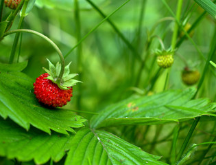 Wild strawberries.