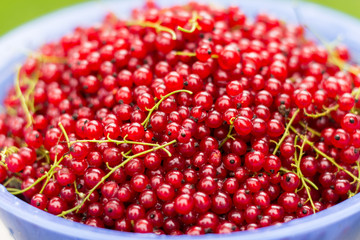 Gathered red  currants in the bowl outdoors, harvest of the berries, agriculture concept