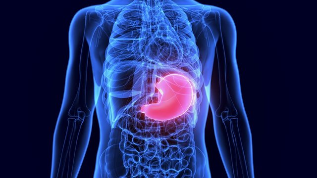 3d illustration of human body stomach anatomy
