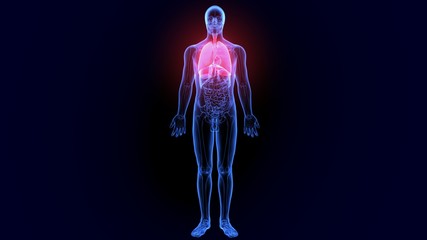 3d illustration of human body organ (lungs anatomy)

