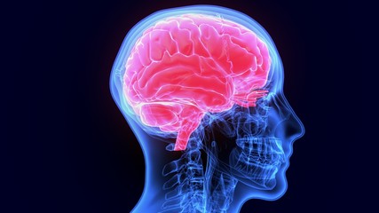 3d illustration of human body brain anatomy
