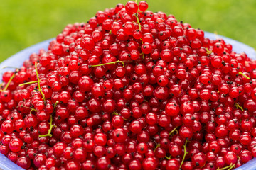 Gathered red  currants in the bowl outdoors, harvest of the berries, agriculture concept