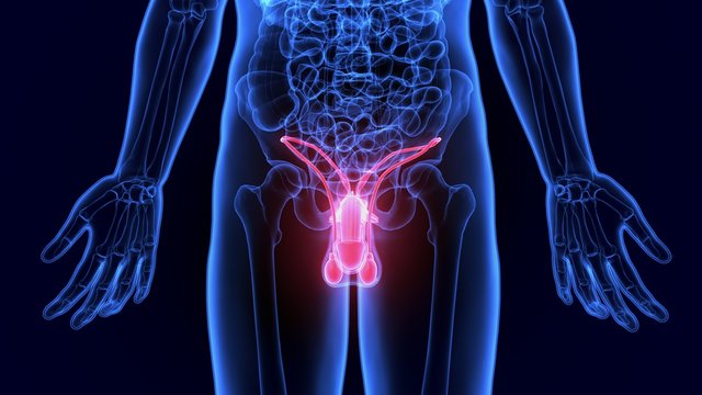 "Male Reproductive System" Images – Browse 1,583 Stock Photos, Vectors ...