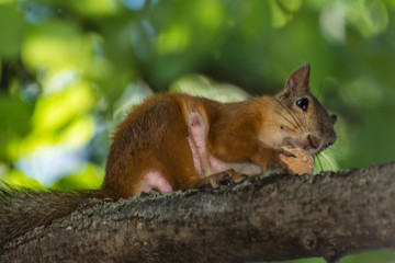 Red squirrel gnaws a nut on a tree branch