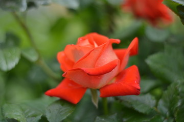Fototapeta premium flower
